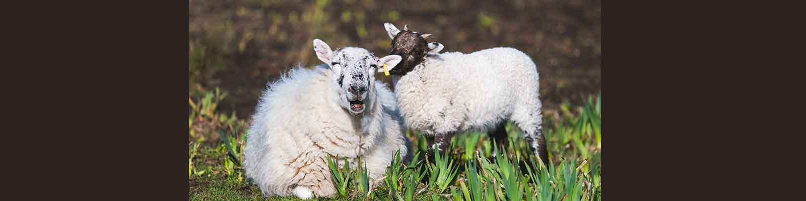 Matthew 25 31 46 Separating The Sheep From The Goats Cornerstone   SheepNGoats 