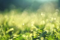 Grow in Grace